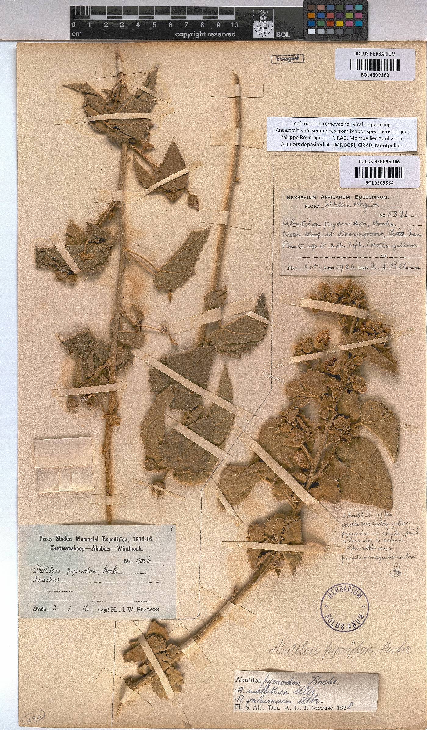 Abutilon pycnodon image