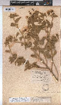 Abutilon pycnodon image