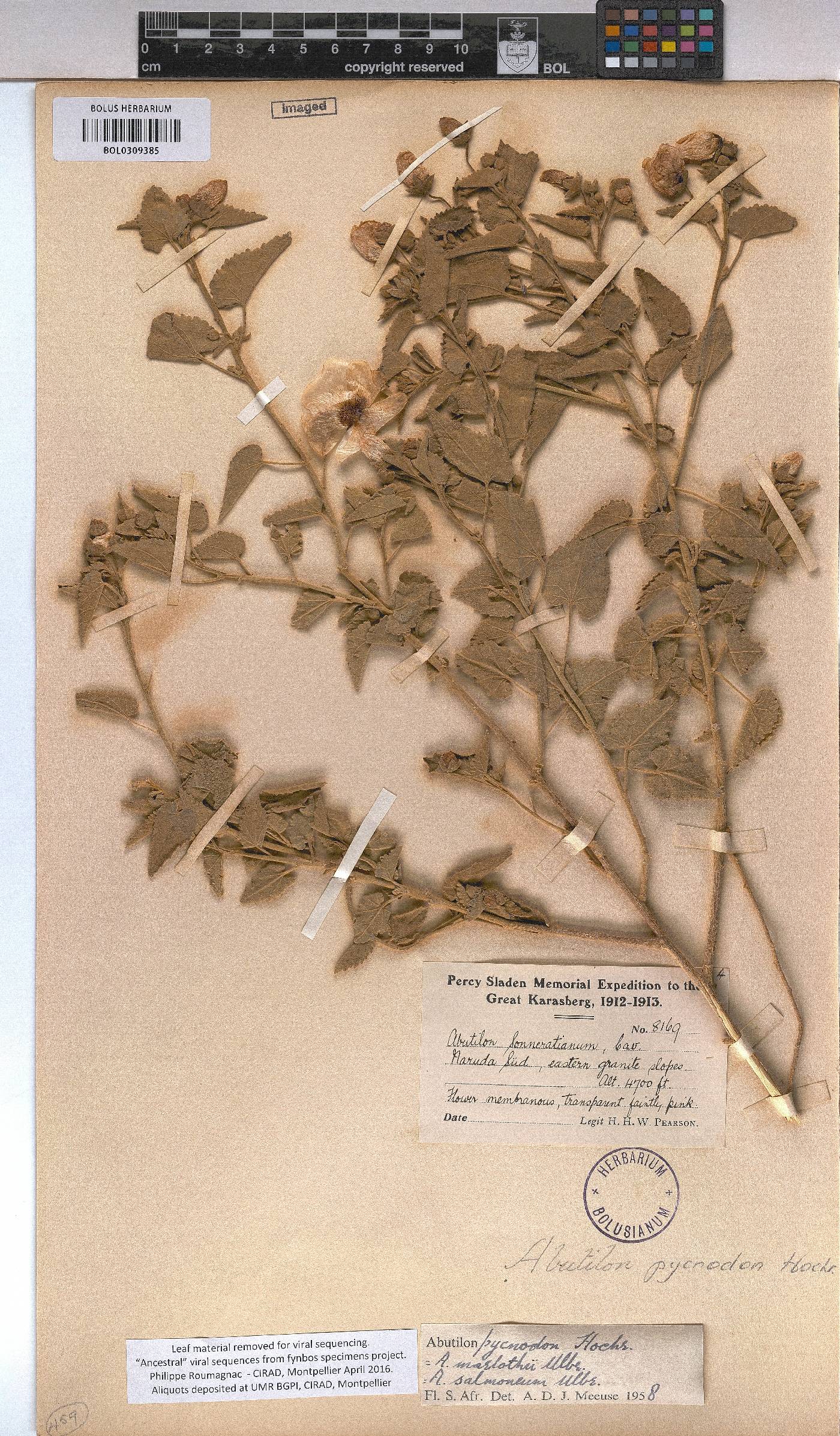 Abutilon pycnodon image