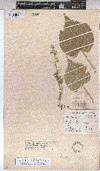 Abutilon pycnodon image