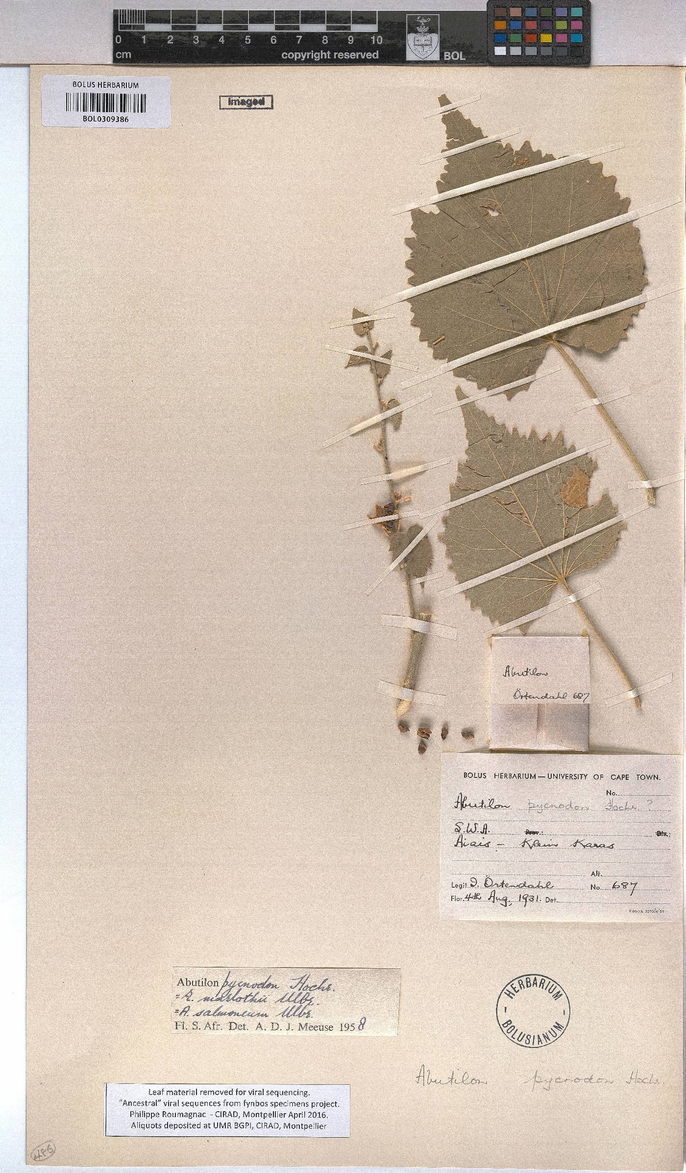 Abutilon pycnodon image