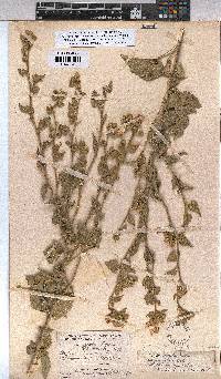 Abutilon pycnodon image