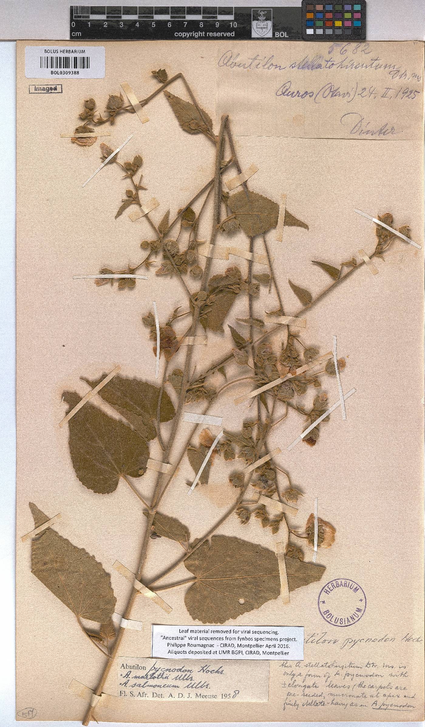 Abutilon pycnodon image