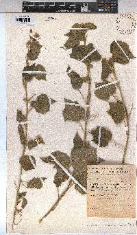 Abutilon ramosum image