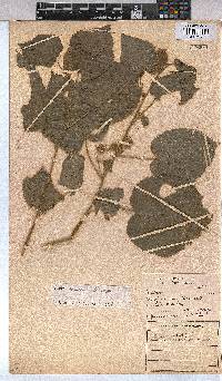 Abutilon ramosum image