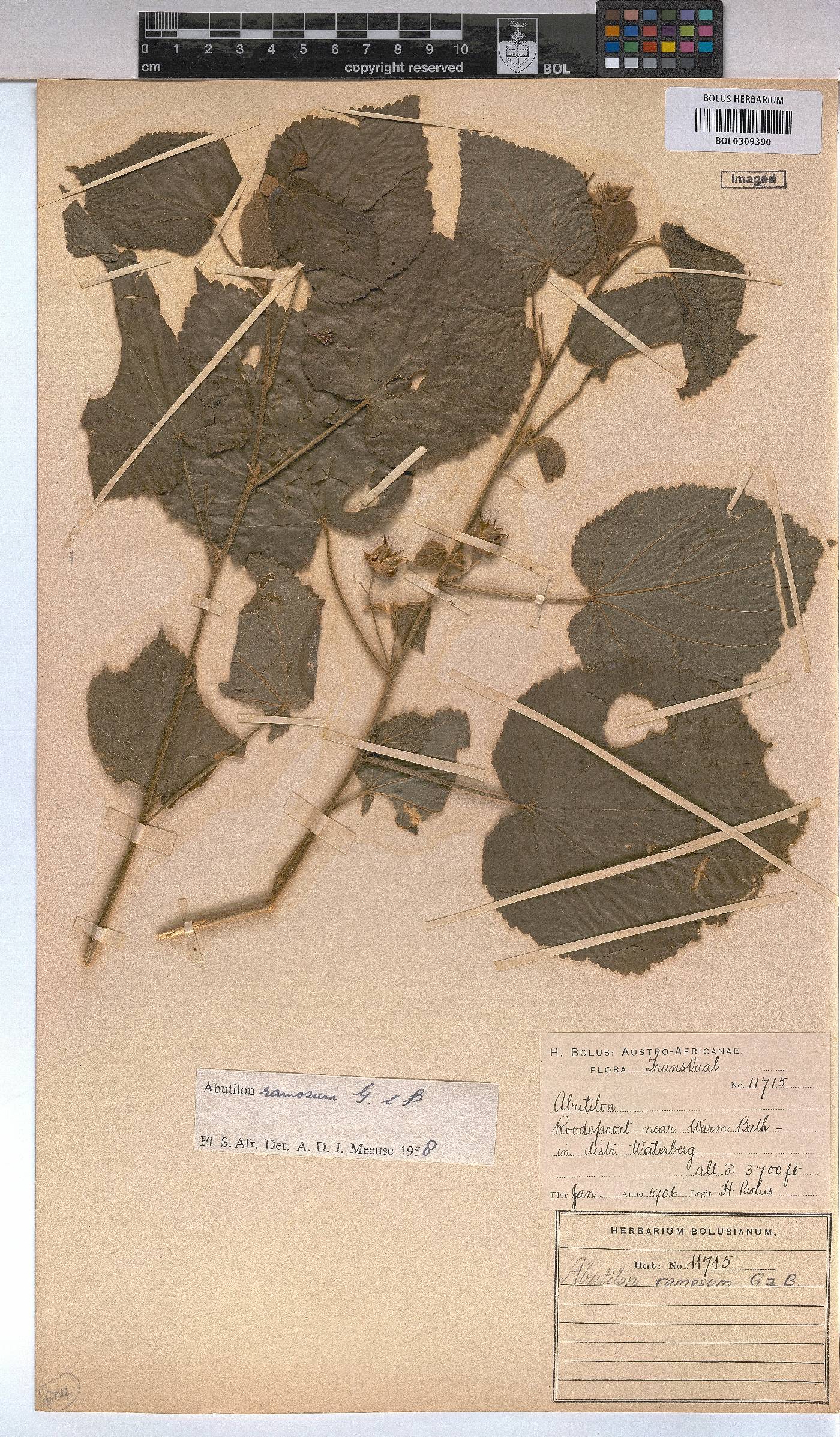 Abutilon ramosum image