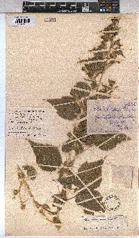 Abutilon ramosum image