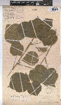 Abutilon ramosum image