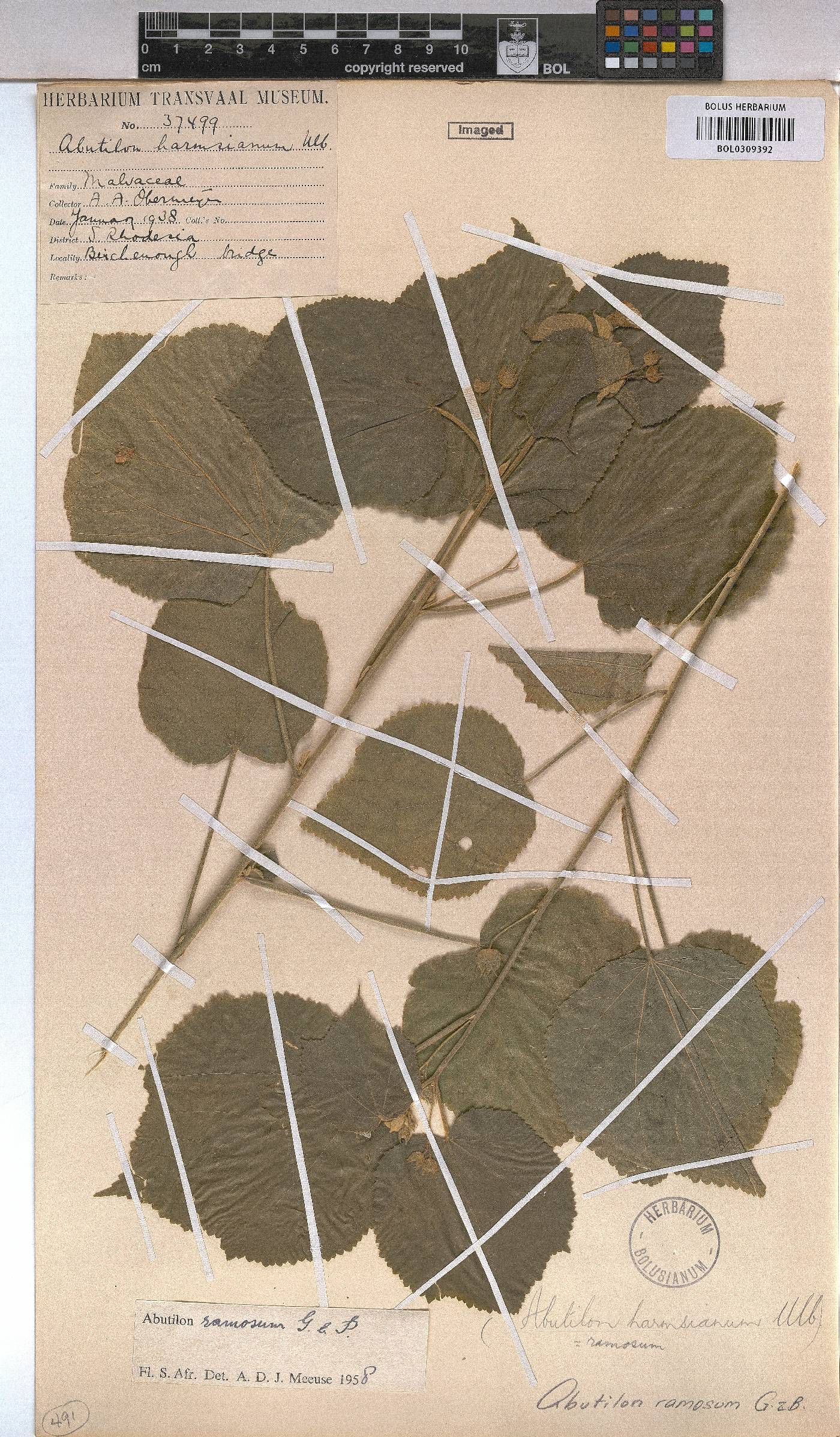 Abutilon ramosum image