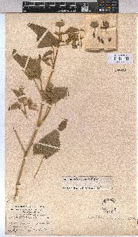 Abutilon rehmannii image