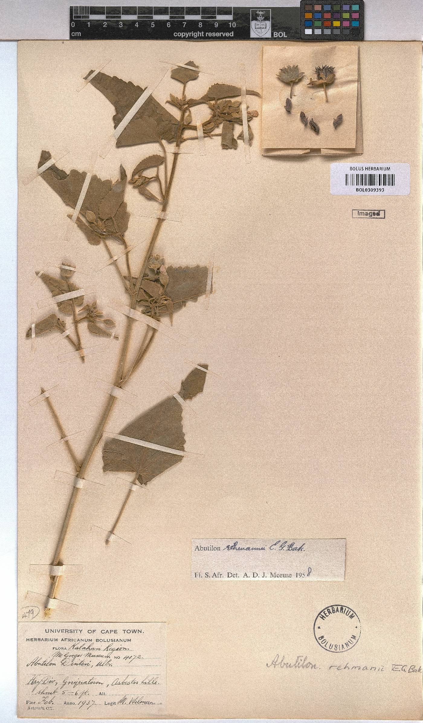 Abutilon rehmannii image