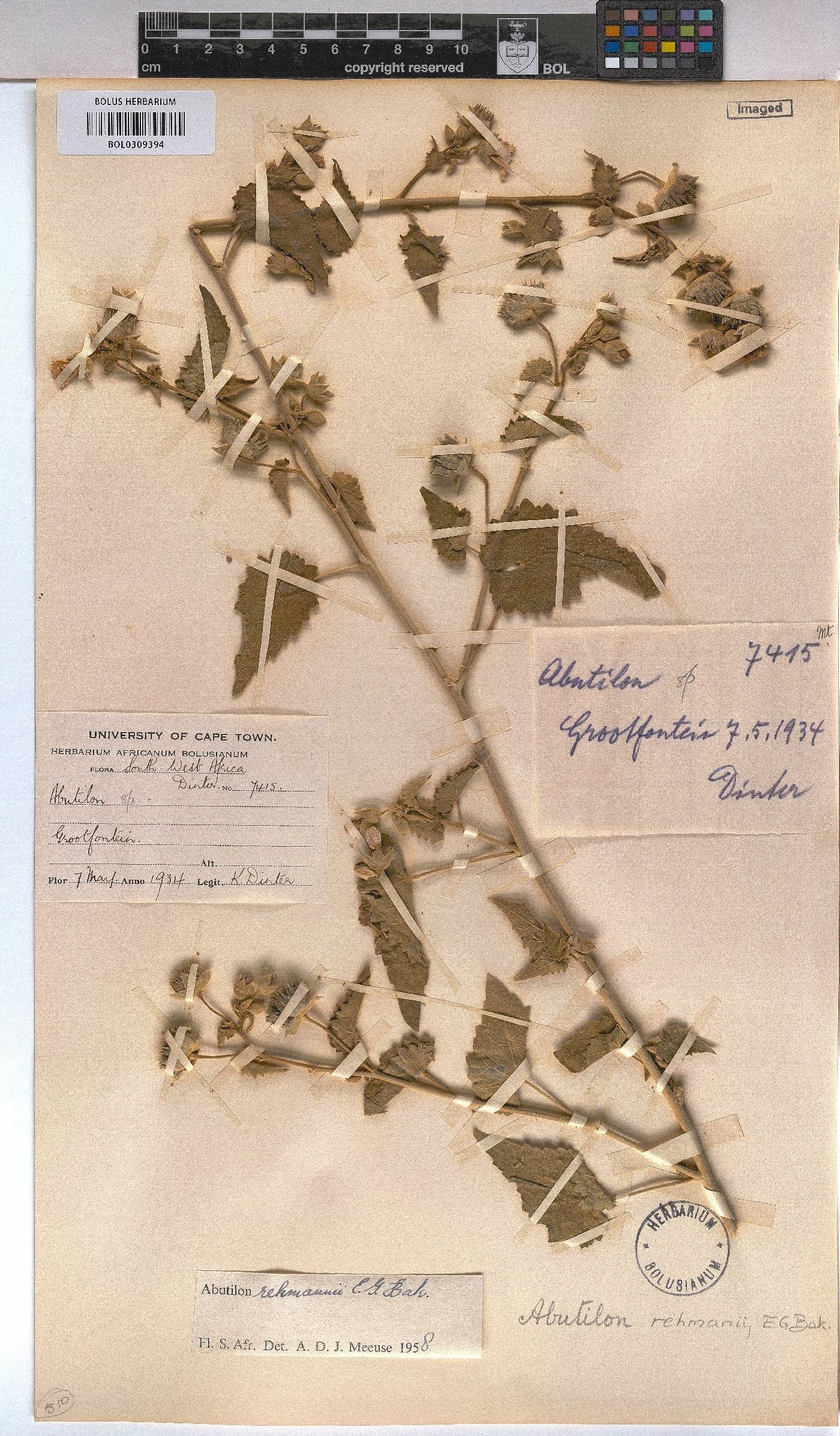 Abutilon rehmannii image