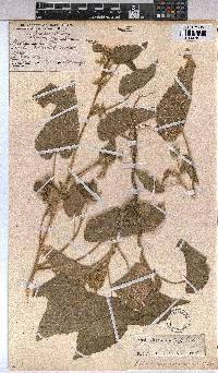 Abutilon rehmannii image