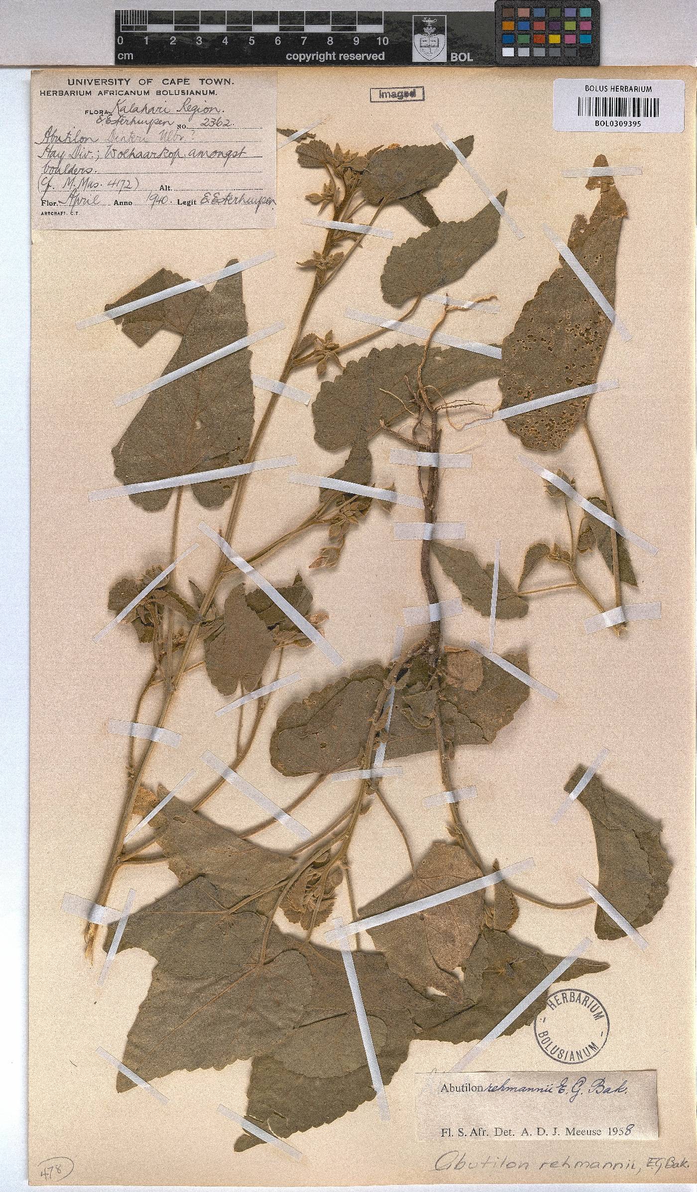 Abutilon rehmannii image