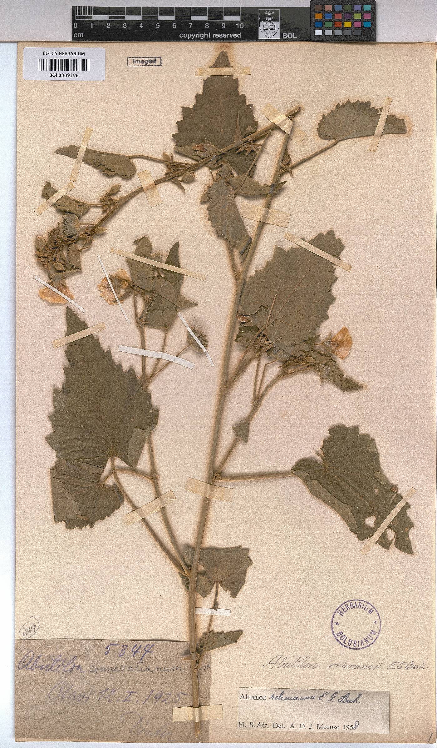 Abutilon rehmannii image