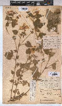 Abutilon sonneratianum image