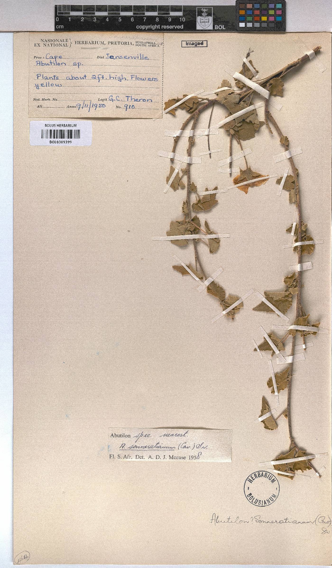 Abutilon sonneratianum image