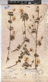 Abutilon sonneratianum image