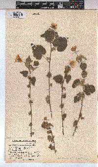Abutilon sonneratianum image