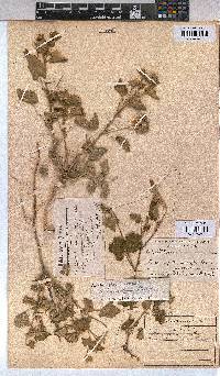 Abutilon sonneratianum image