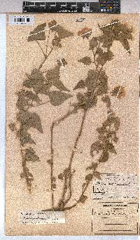 Abutilon sonneratianum image