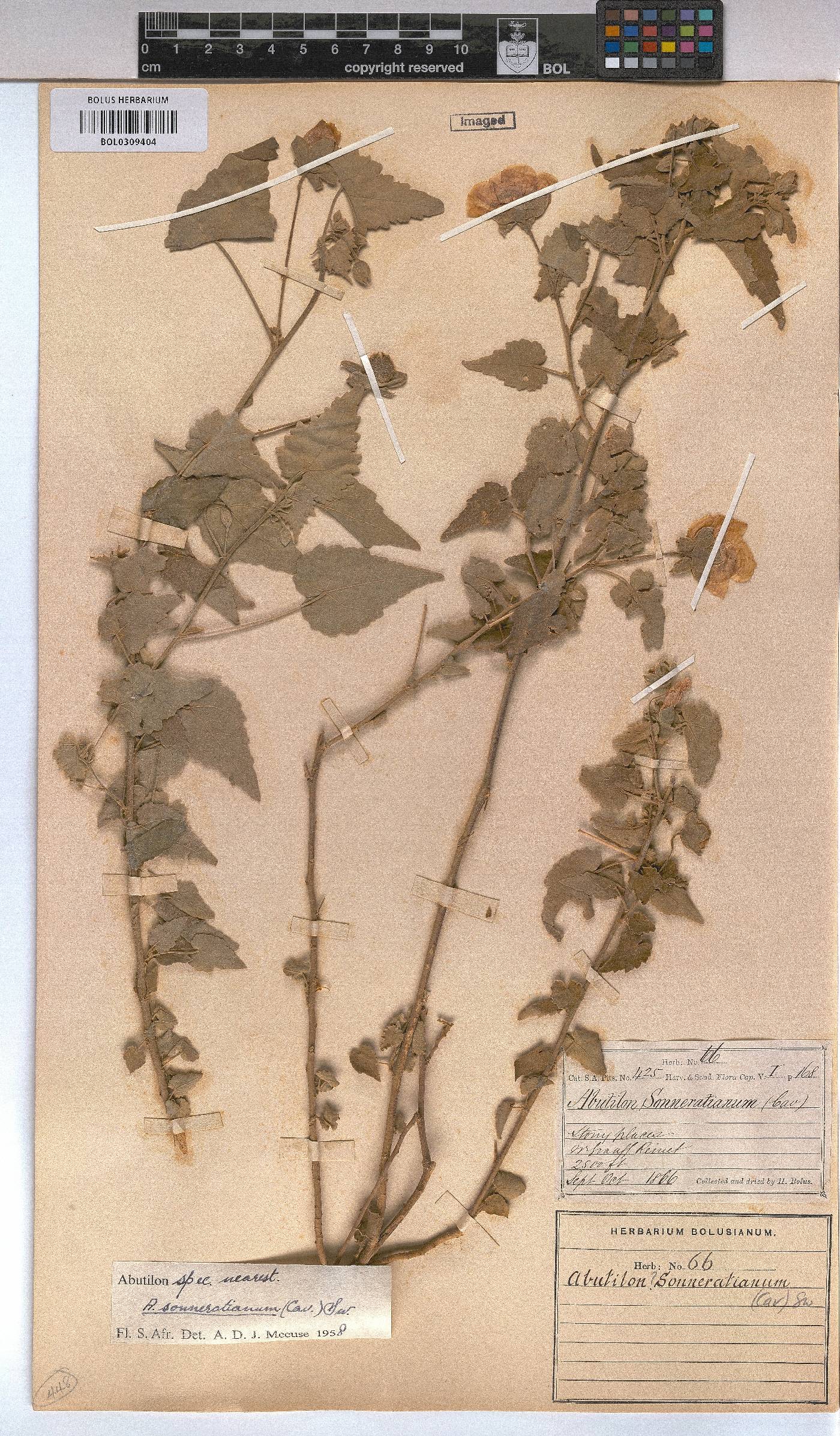 Abutilon image