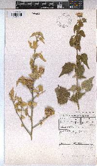 Abutilon sonneratianum image