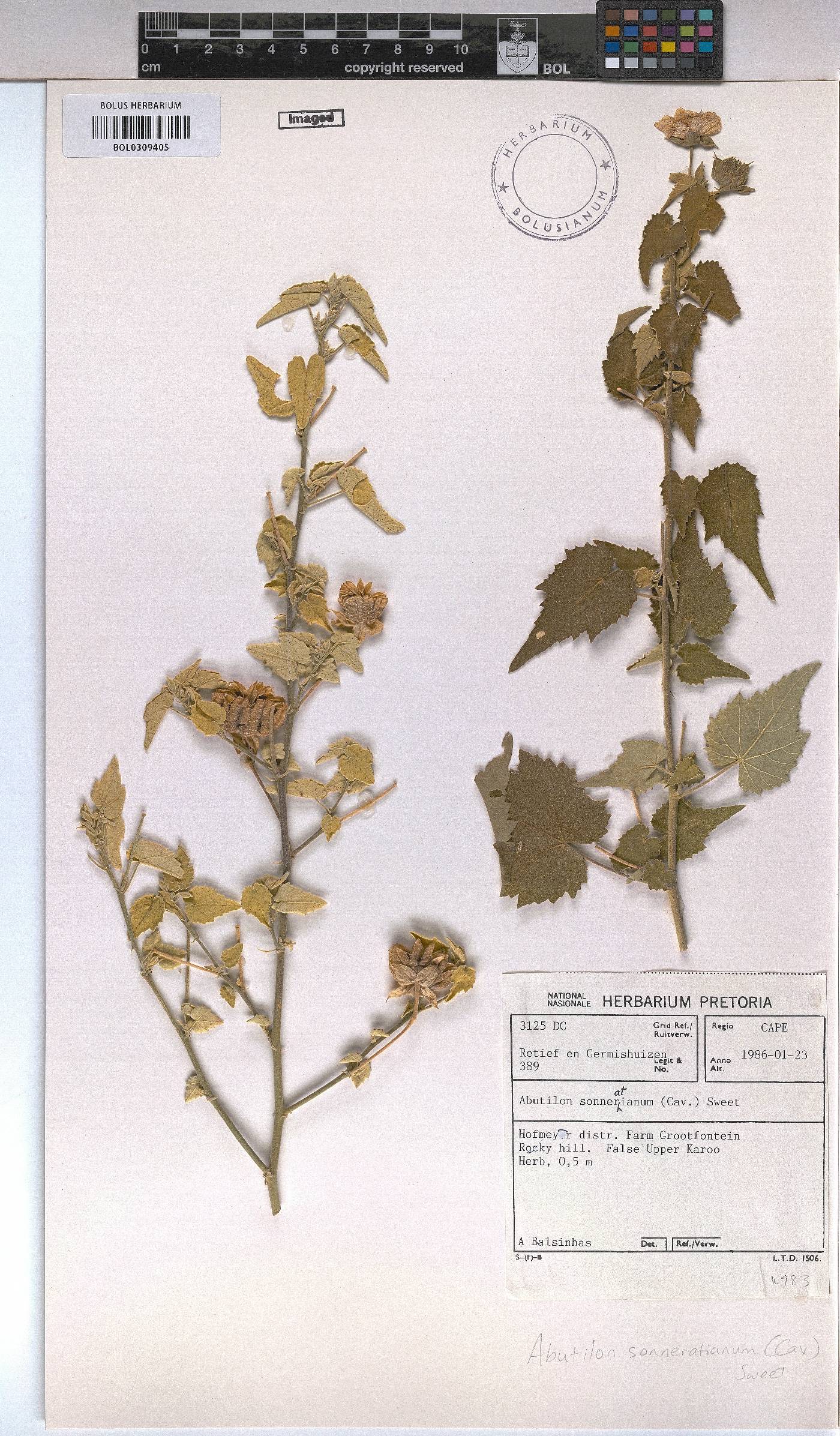 Abutilon sonneratianum image
