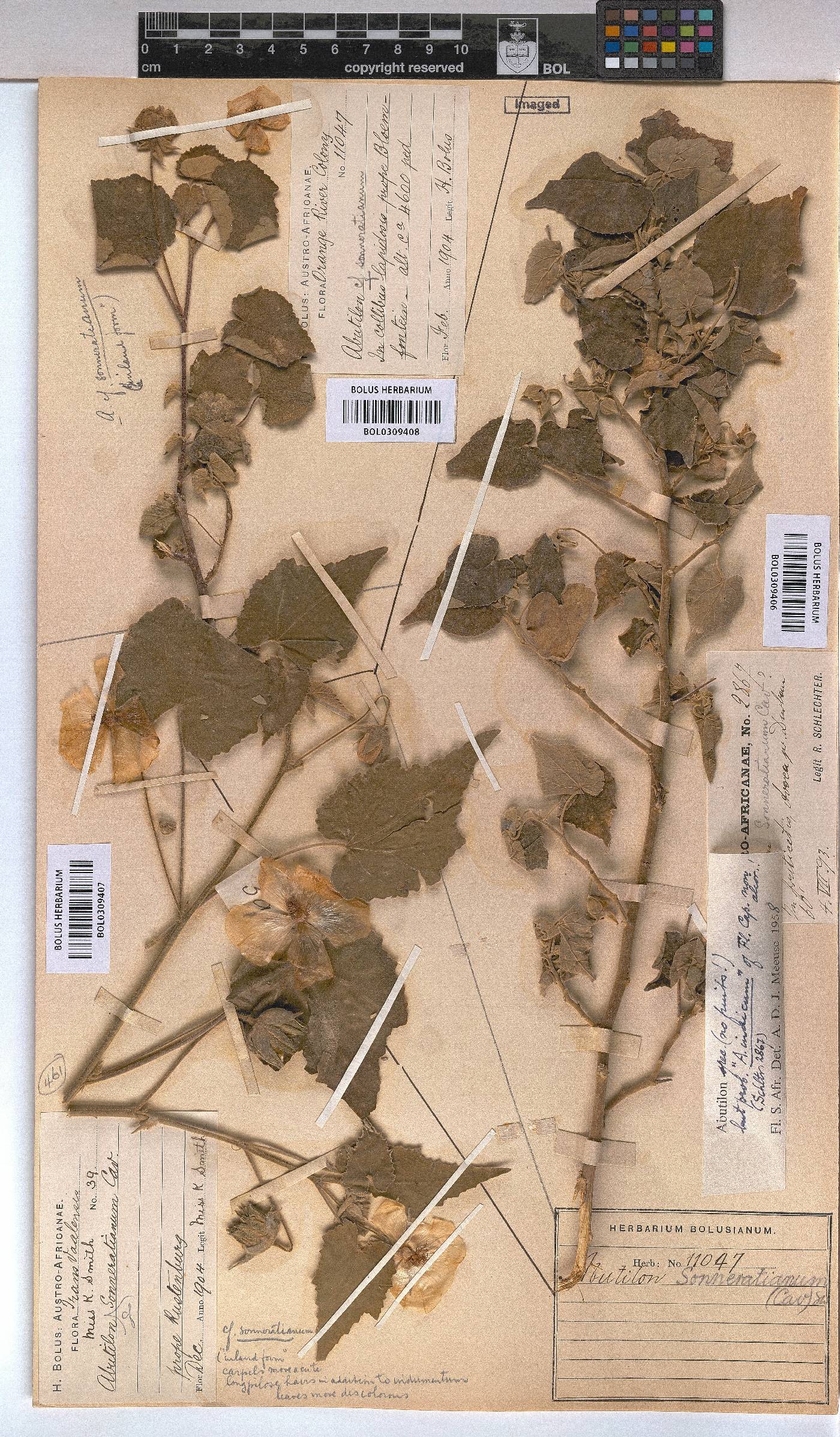 Abutilon image