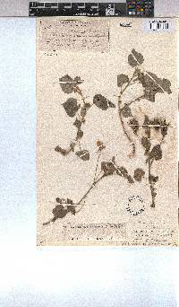 Abutilon sonneratianum image