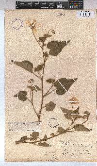 Abutilon sonneratianum image