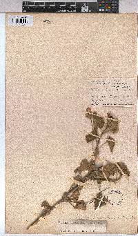 Abutilon sonneratianum image