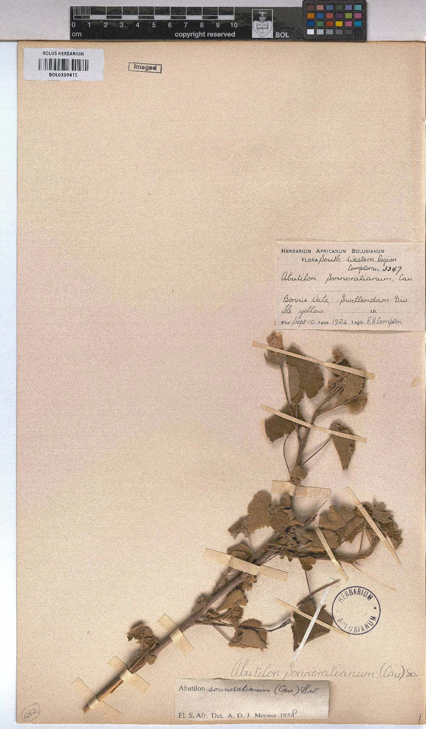 Abutilon sonneratianum image