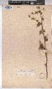 Abutilon sonneratianum image
