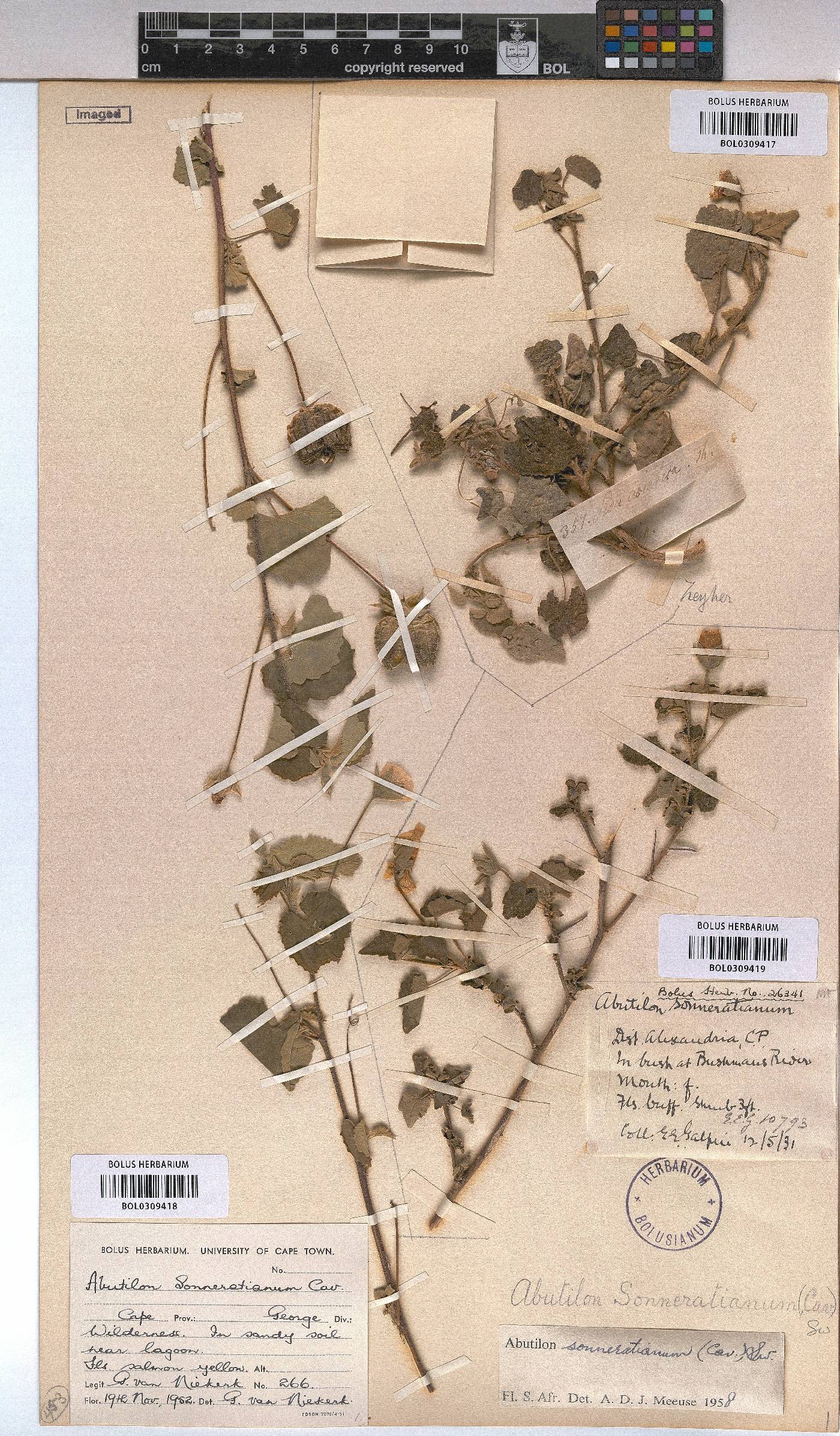 Abutilon sonneratianum image