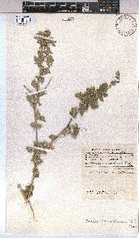 Abutilon sonneratianum image