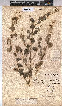 Abutilon sonneratianum image
