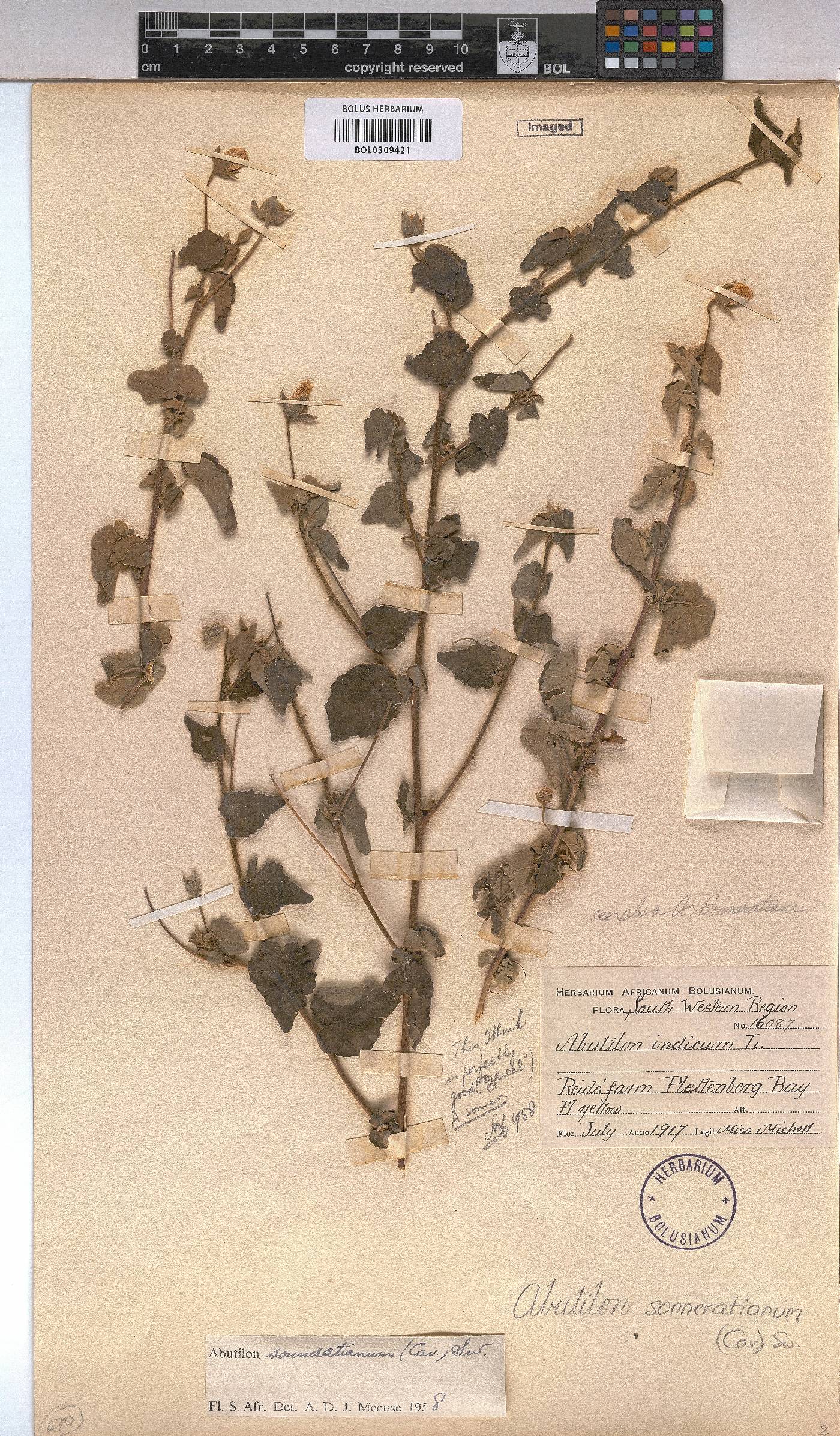 Abutilon sonneratianum image