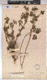 Abutilon sonneratianum image