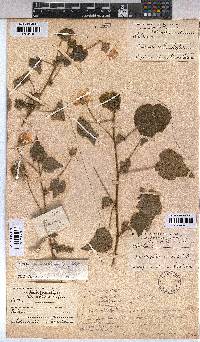 Abutilon sonneratianum image