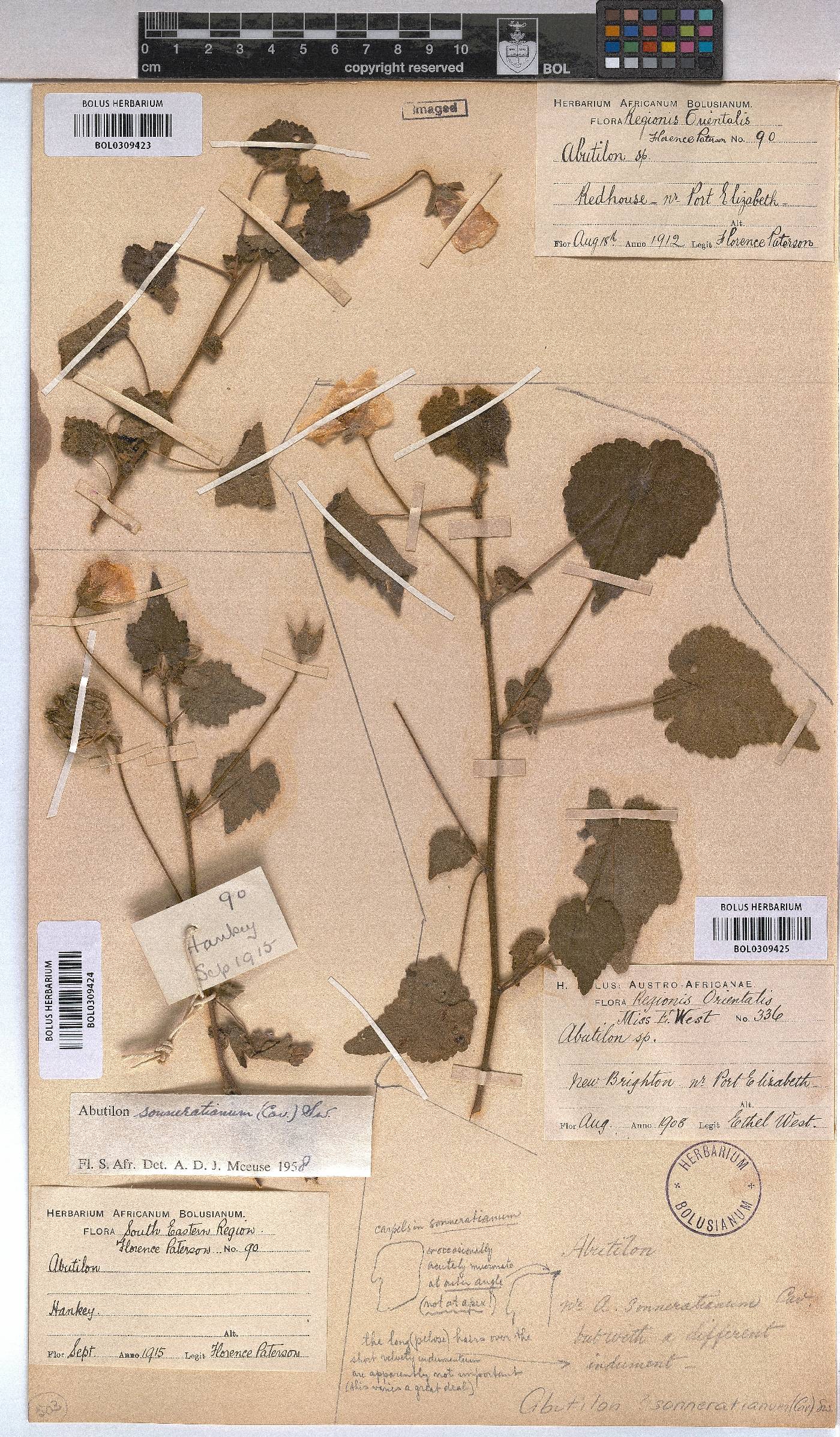 Abutilon sonneratianum image