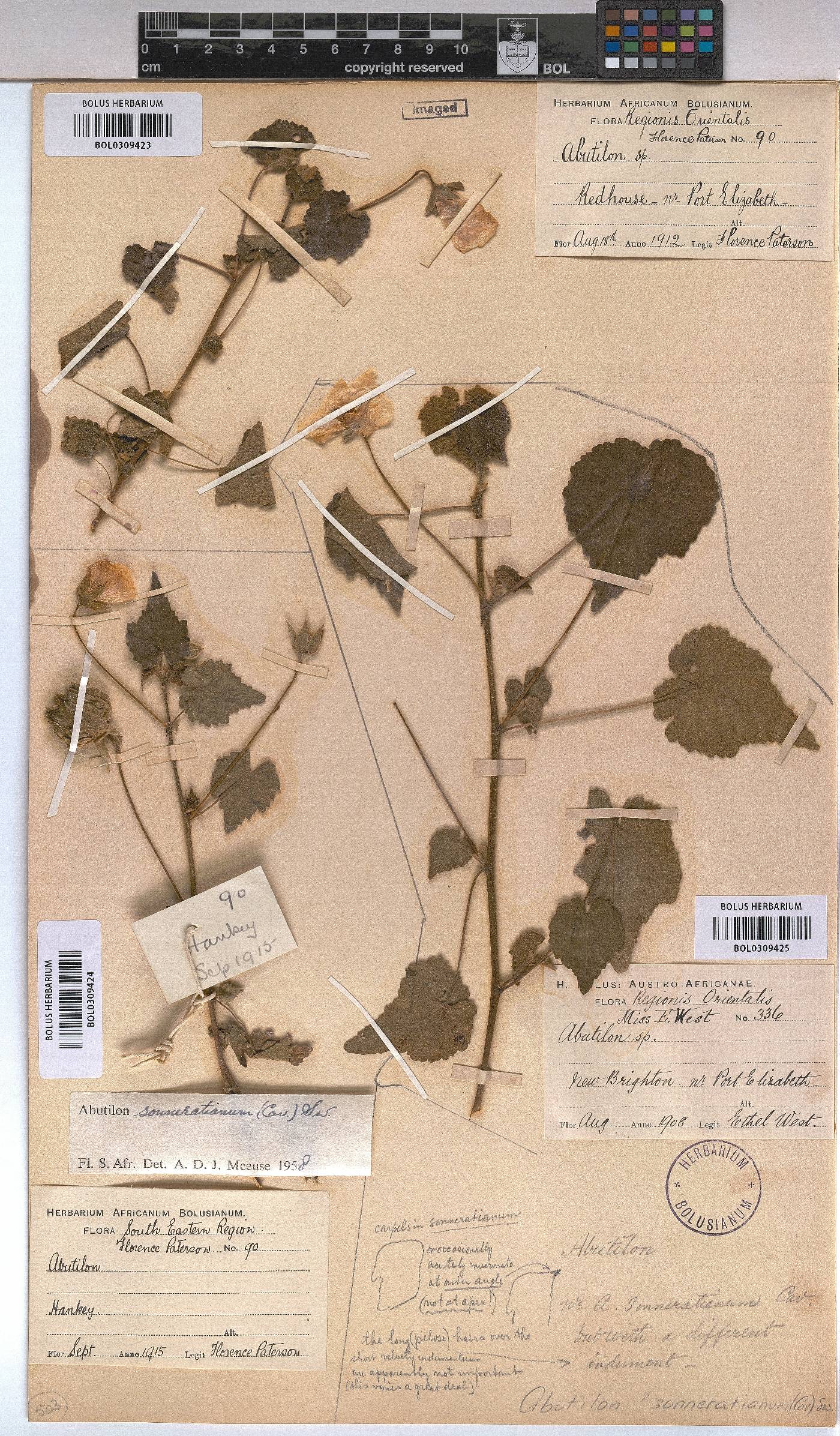 Abutilon sonneratianum image