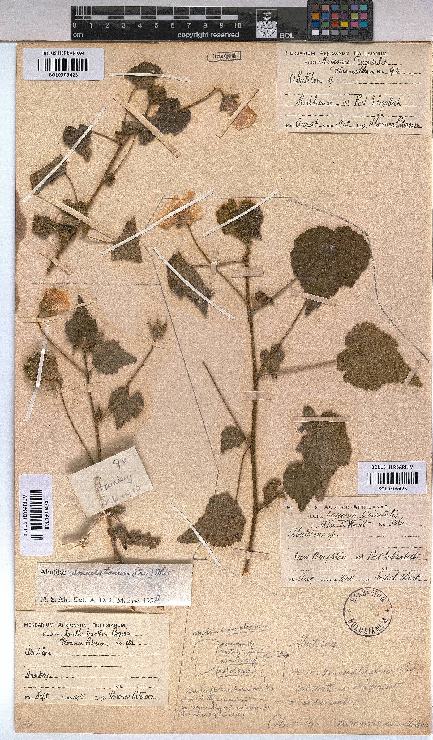 Abutilon sonneratianum image