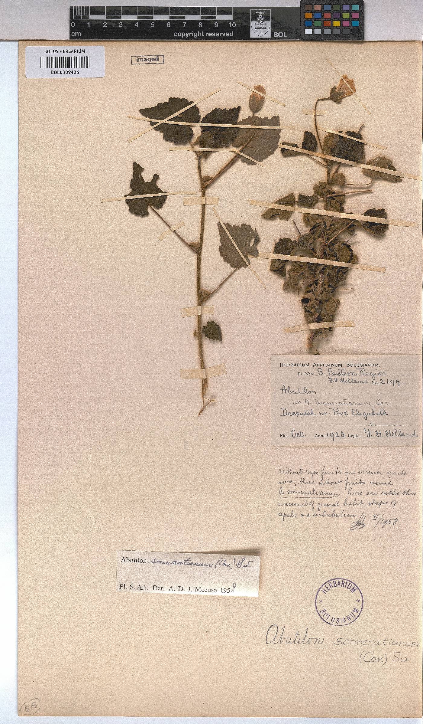 Abutilon sonneratianum image