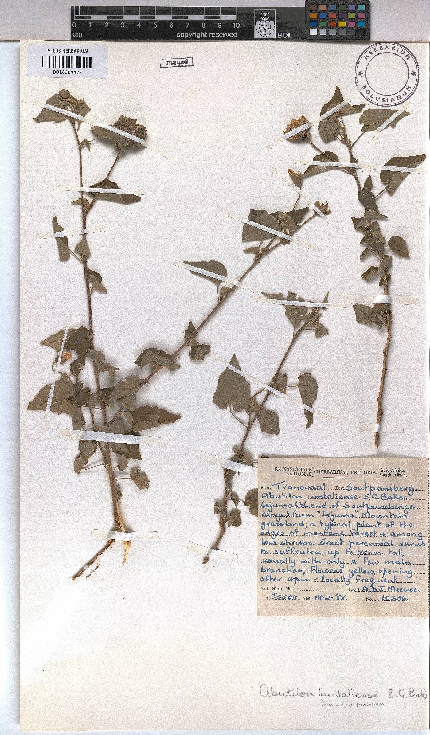 Abutilon image