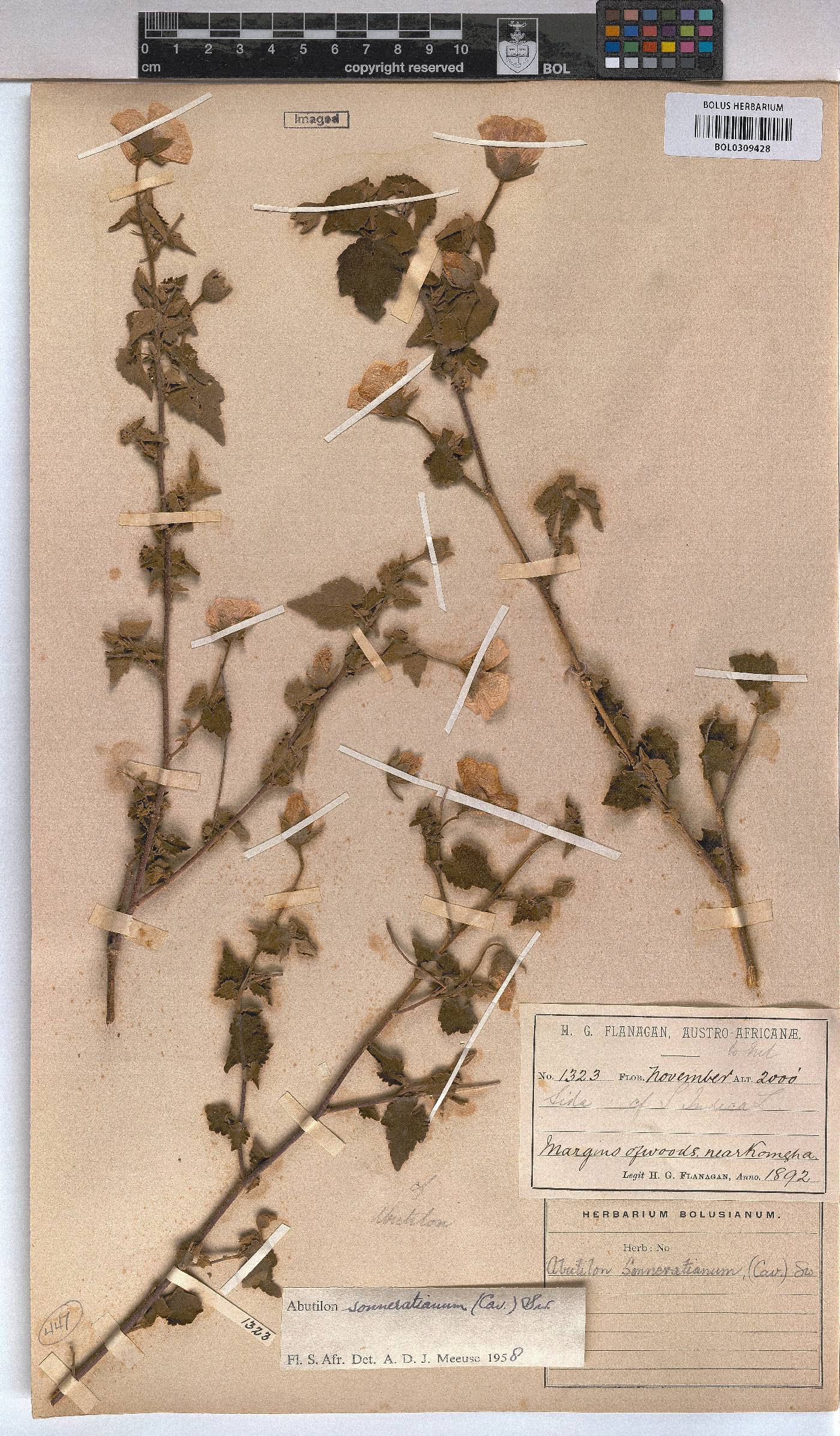 Abutilon sonneratianum image