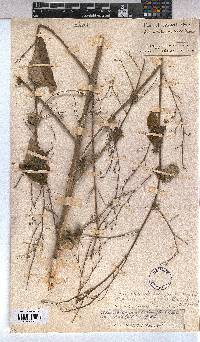 Image of Wissadula rostrata
