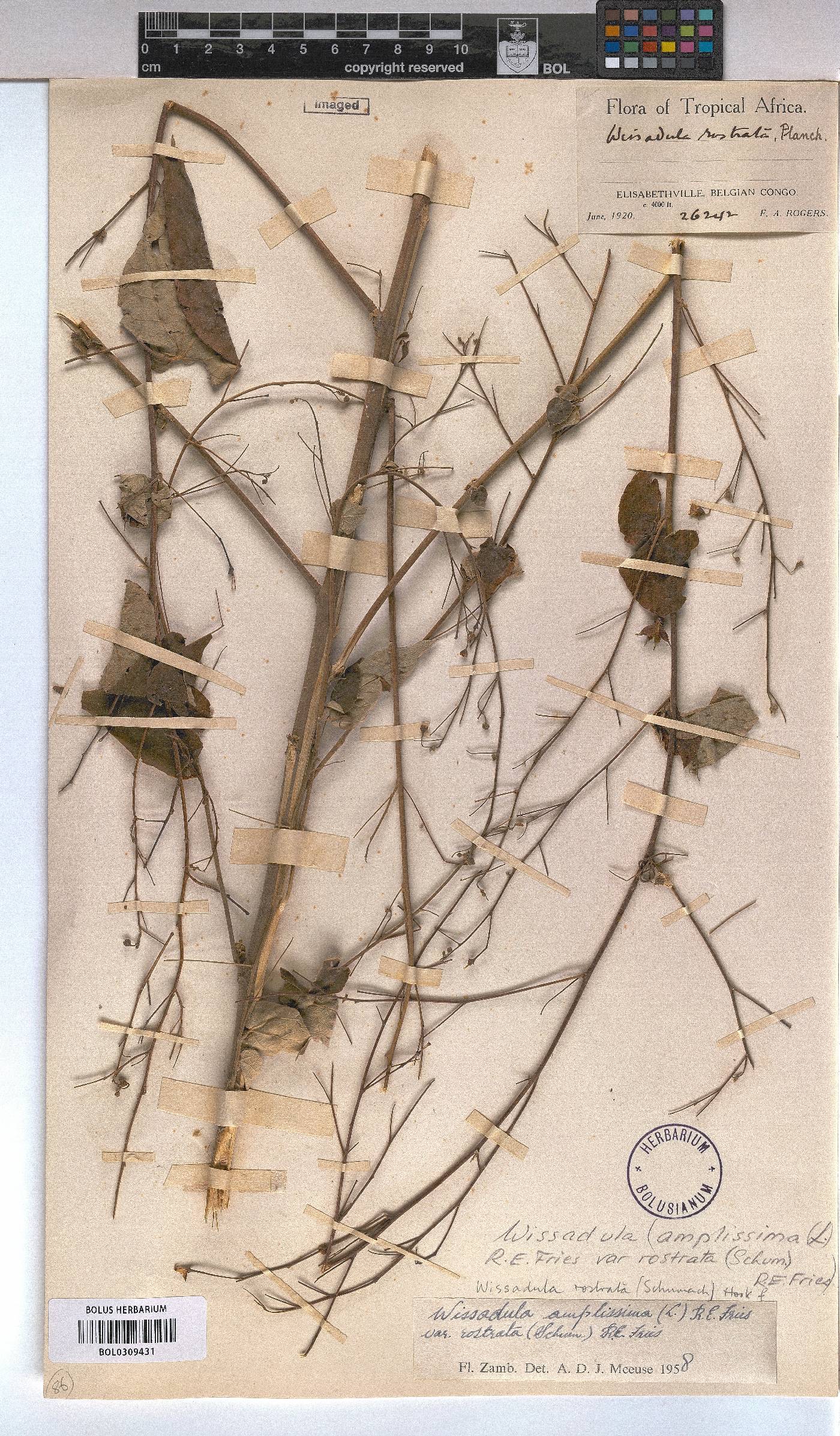 Wissadula rostrata image