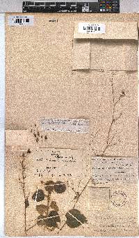 Wissadula rostrata image