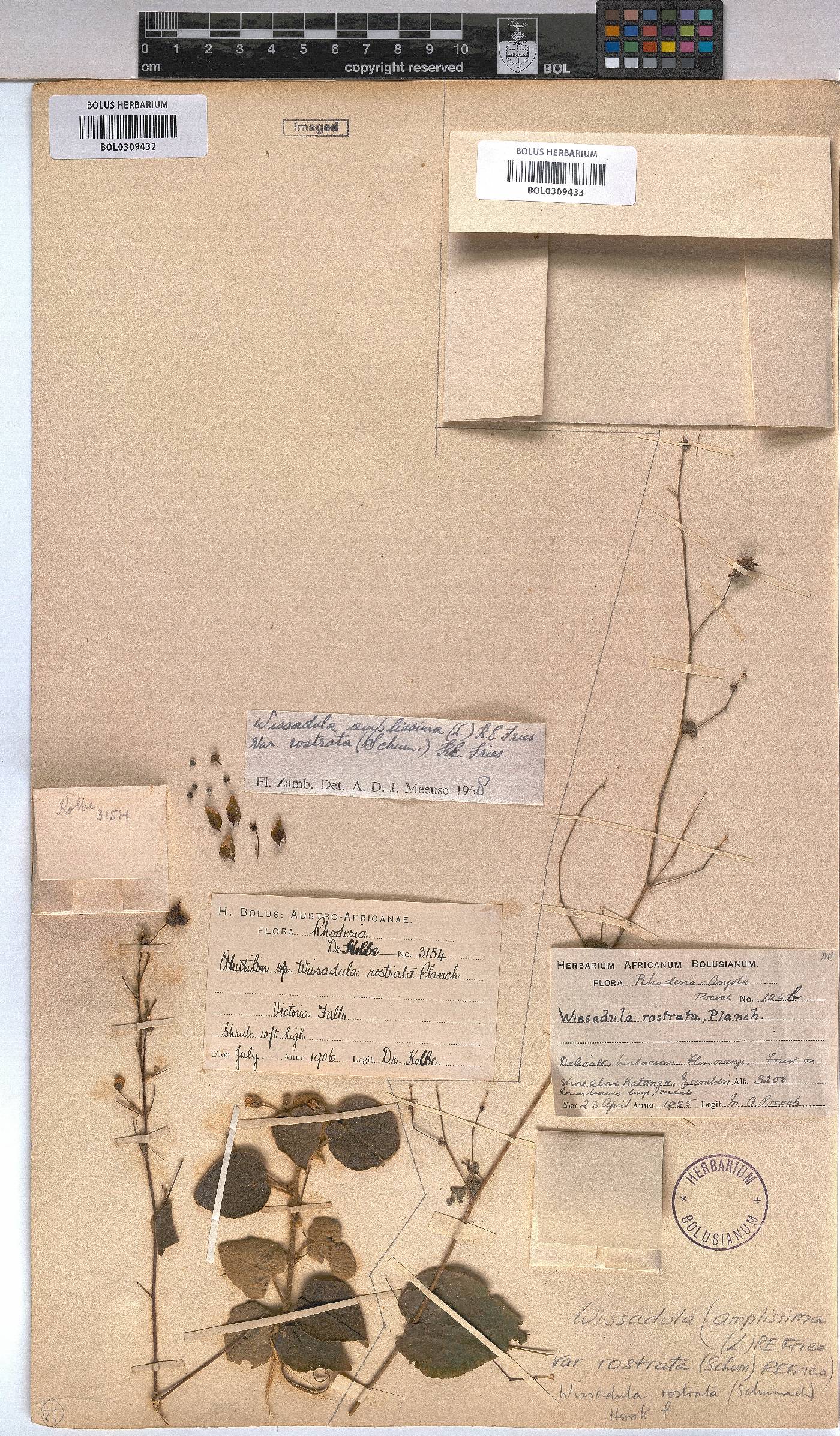 Wissadula rostrata image